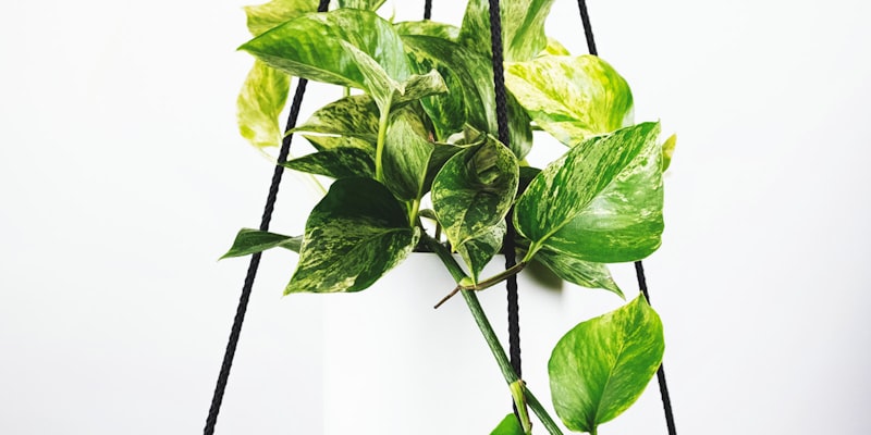 足球运动员在训练场上练习射门